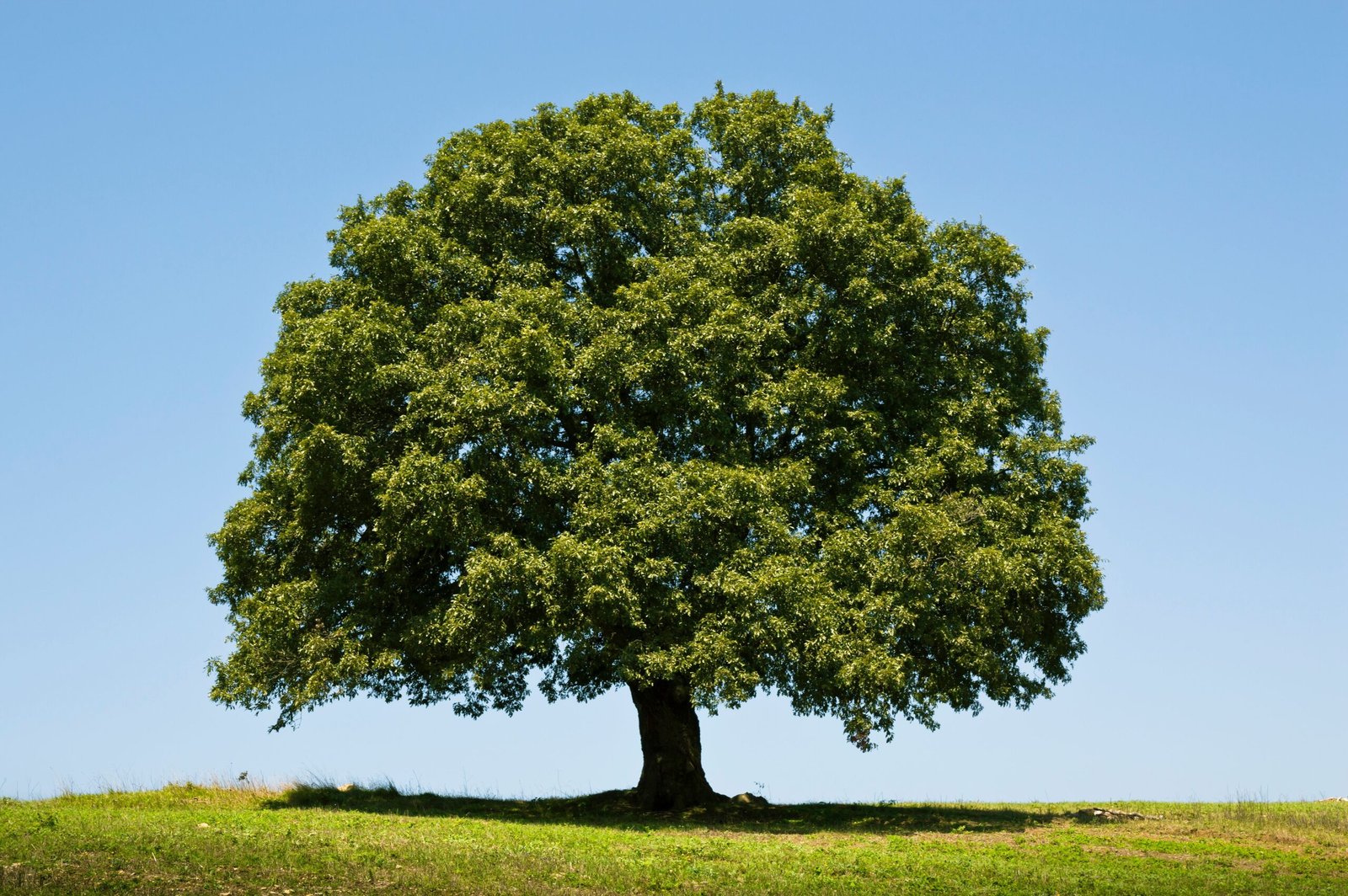 A solitary oak tree stands proudly against a clear blue sky in a serene summer landscape.